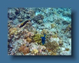 Helengeli 268